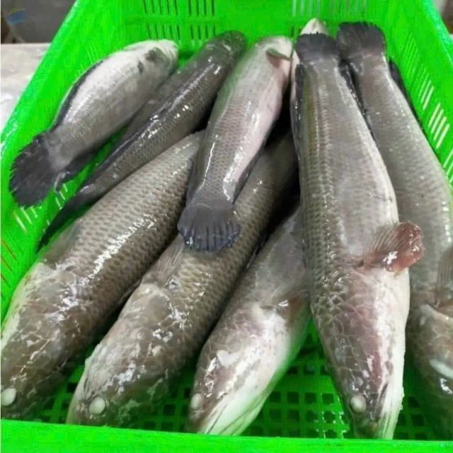 Frozen Snakehead Fish - Image 1