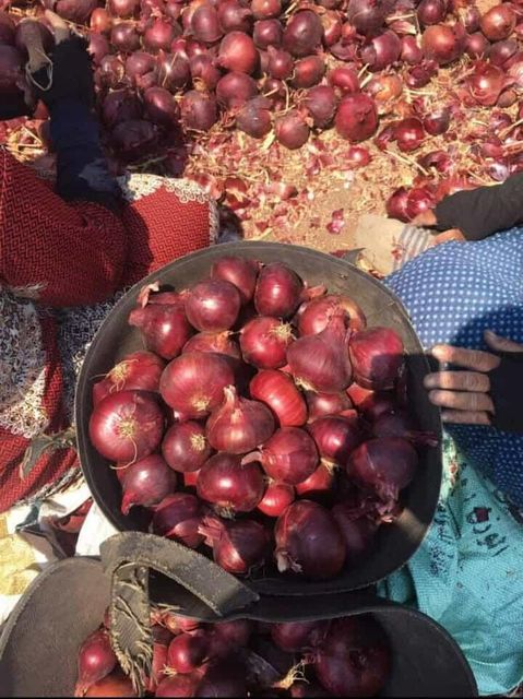 Onions - Image 4