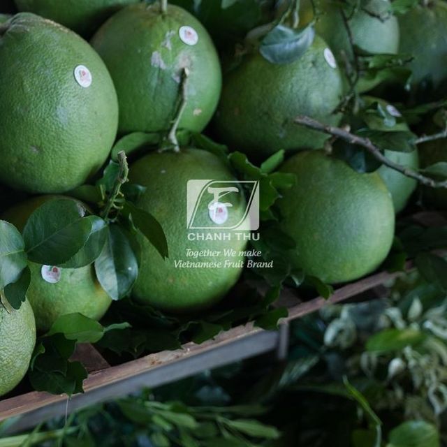 Fresh Pomelo Wholesale Slightly Sour And Less Seed Pomelo Fruit Fresh Pomelo Red/White Meat For Export - Image 5