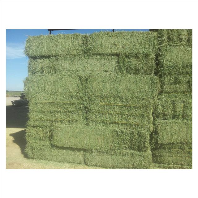 Natural Timothy Grass for Animal Feed Top Grade Timothy Grass Premium Hay for Farm Animals Rich in Fiber and Nutrients - Image 5