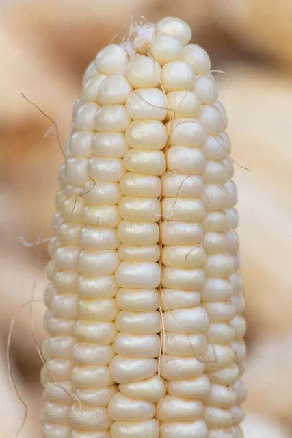 corn (maize) Origin India Place of Origin india Delivery Form Bag, Sacks Features GMO-Free, Natural Packaging Size 50 K.g., > 10 kg to 25 kg, > 2 kg to 5 kg, > 25 kg - Image 5