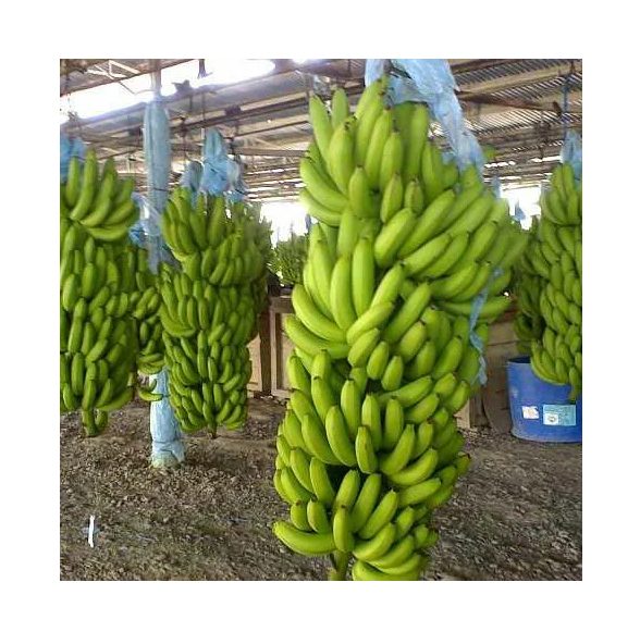 Best selling Fresh Green Cavendish Bananas Fresh Green Cavendish - Image 1