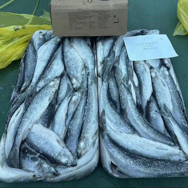 Frozen Herring Fish Ocean Harvested Premium Quality Product For Frozen Seafood Importers And Retail Supply - Image 3