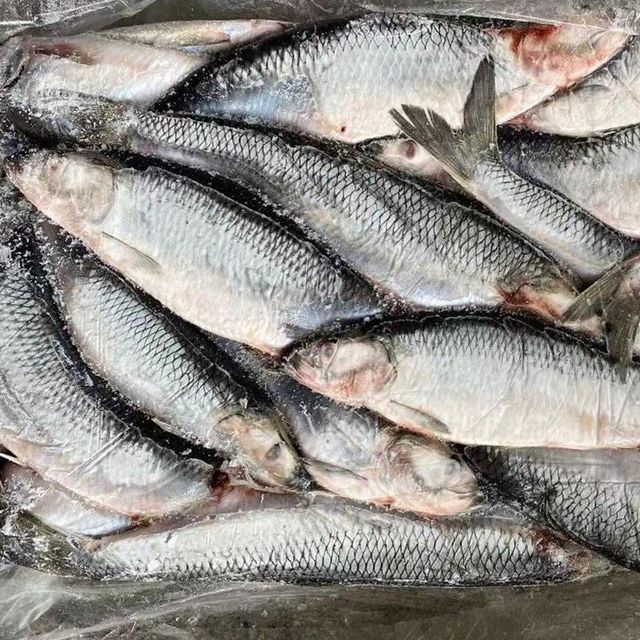 Frozen Atlantic Herring Whole Wild Caught IQF Seafood for International Wholesale and Retail Markets - Image 4