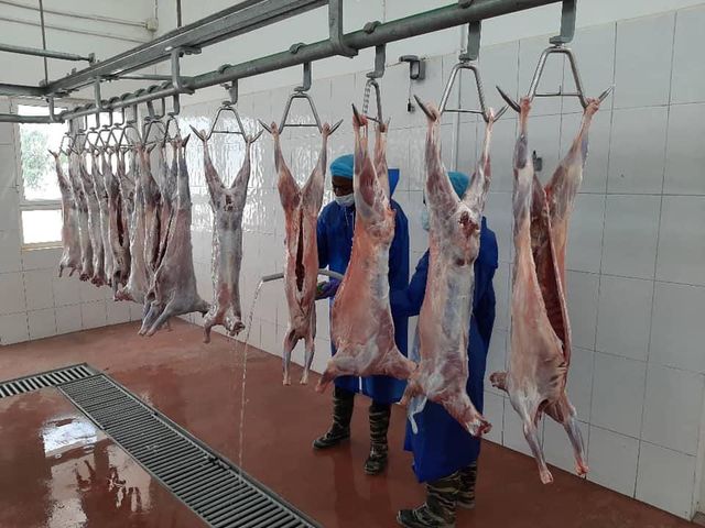 Beef Omasum - Image 1
