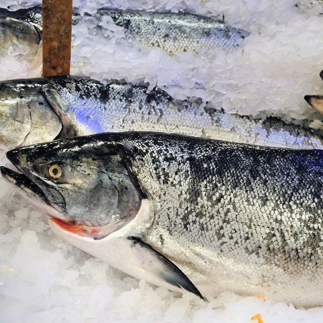 Premium Export Frozen Atlantic Salmon Top Quality Seafood for International Trade Wholesale and Bulk Buyers - Image 2
