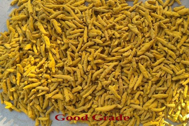 Dried Turmeric Fingers, Dried Turmeric Bulbs,Curcuma longa Finger,Curcuma longa, Turmeric Finger whole, Turmeric Finger, Dry Turmeric Finger, Turmeric Finger Roots, Turmeric Finger Bulk Supplier From India, Turmeric Root Bulk Supplier From India - Image 3
