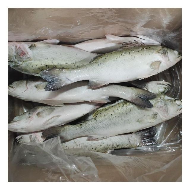 Frozen Sea Bass Fish Restaurant Choice Fillet Rich In Natural Protein Smooth Texture And Clean White Meat - Image 5