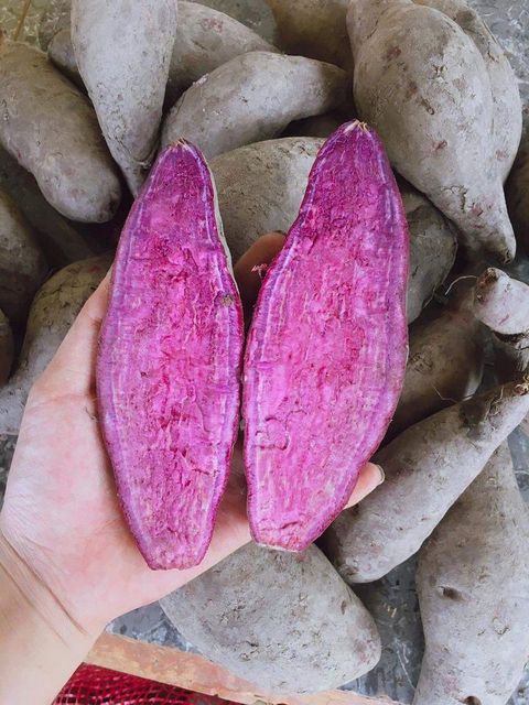 100% Fresh Purple Sweet Potatoes Fresh Style COMMON Potato With Best Price High Quality - Image 3