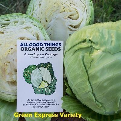 Fresh Green Cabbage - Image 2