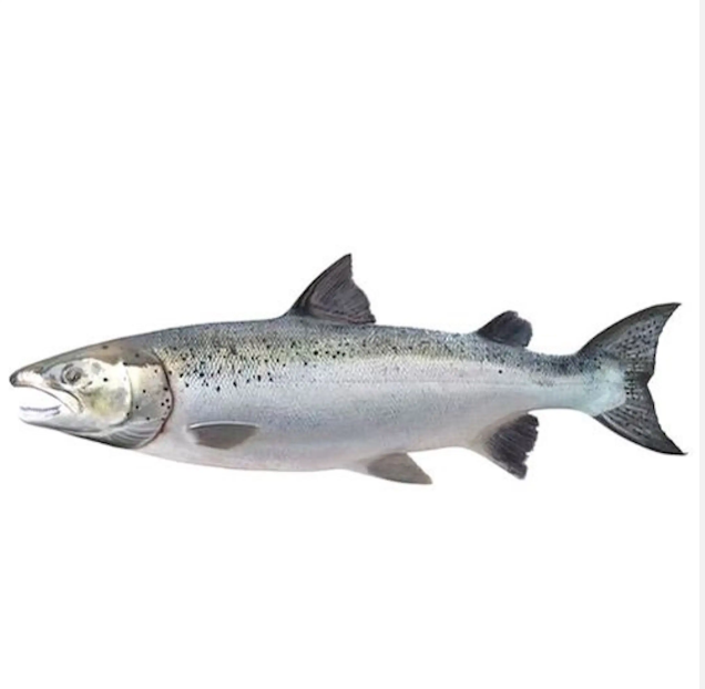Wholesale High Quality Fresh Seafood Pink Salmon Fish Frozen Whole Gutted Decapitated Vacuum Pack Stock Now - Image 4