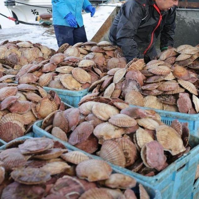 Premium Frozen Queen Scallops Cleaned Tender Juicy Natural Flavor Fresh Seafood Perfect for Restaurants Hotels and Catering Supply - Image 3