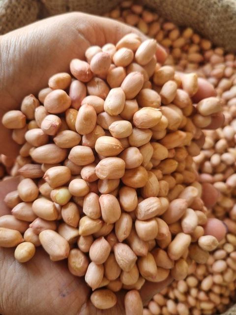 Natural Peanut Kernels for Sale with Quality Selection for Wholesale Markets and Food Ingredient Distributors - Image 4