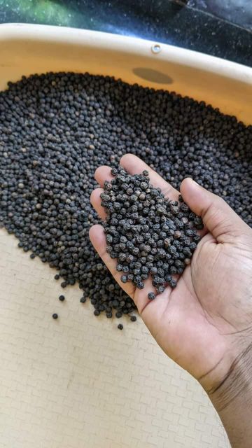 Premium Kerala Black Pepper Whole – 500 GL / 550 GL - Image 3