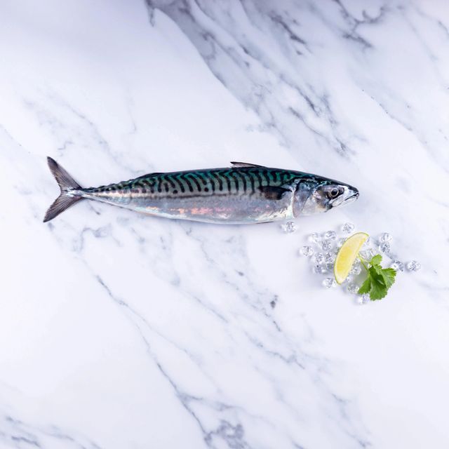 Frozen Mackerel Fish Ocean Fresh Selection With Superior Nutritional Profile For Seafood Wholesalers Worldwide - Image 4