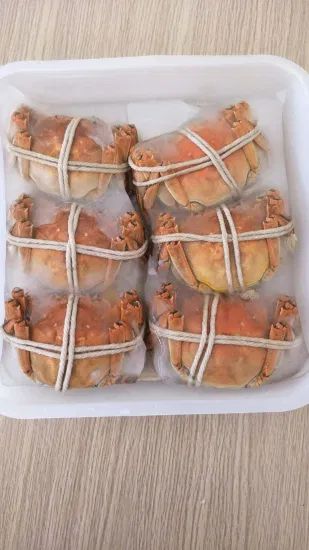 China Cooked Mitten Crab, IQF Origin China HS Code 160510 Model NO. C-08 Type Cephalopod Trademark DACHENG Process Fresh - Image 1