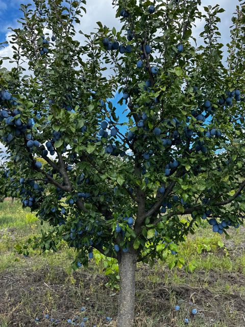 DRIED PLUM / DRIED PRUNES / MD_25 Type Dried Color Rich Texture Natural Humidity Level 22% Packaging 30 kg bags Packaging Size 30 Kg - Image 4