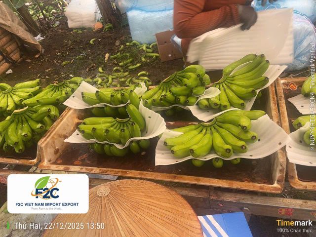 Cavendish Banana from Viet Nam – product photo 3, product detail gallery