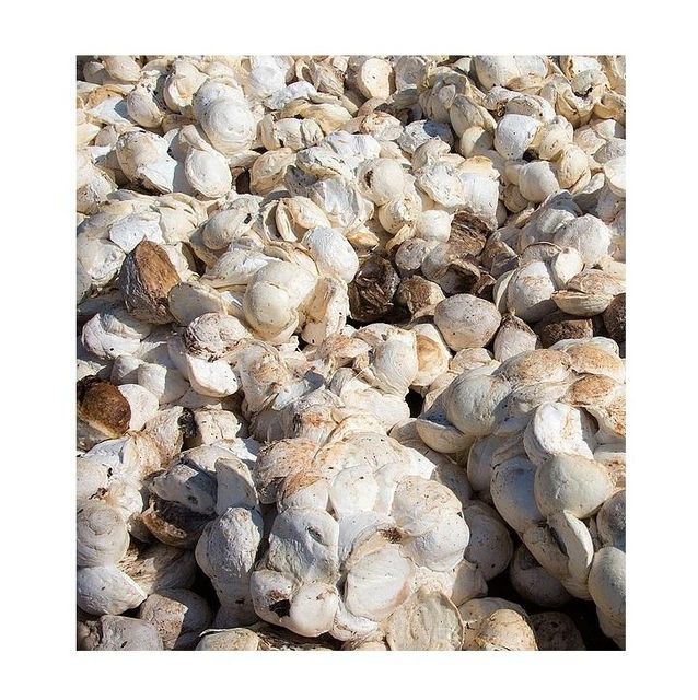 Natural Rubber SVR3L / Rubber Cup Lump/ Raw rubber - Image 4