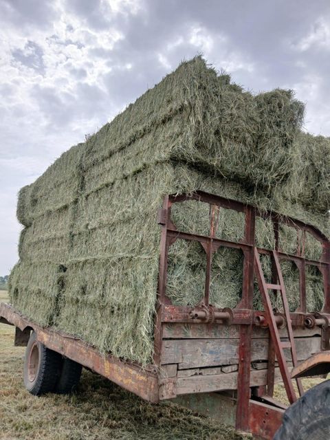 Rhode Grass - Image 4