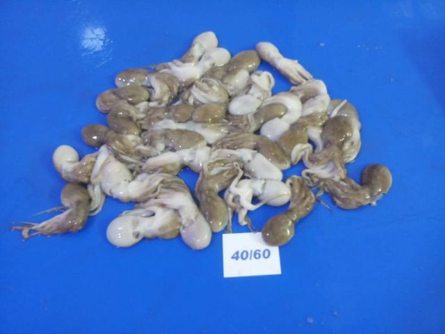 Amaze Seafood Trade - Offering Frozen Baby Octopus whole and cleaned - Image 2