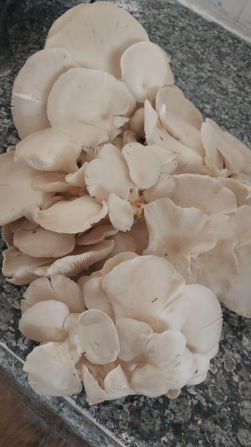 oyster mushroom - Image 3
