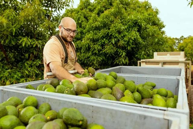 Good Quality Fresh Avocado of Viet Nam for Sales!!! Wholesale for Avocado Fresh Fruit Whatsap +255787979235 - Image 3