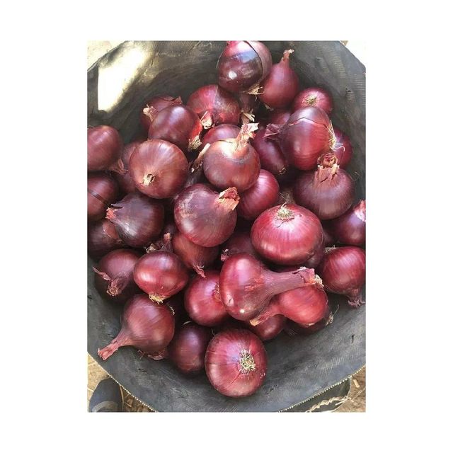 High quality Best Price Fresh Red Onion - Image 2