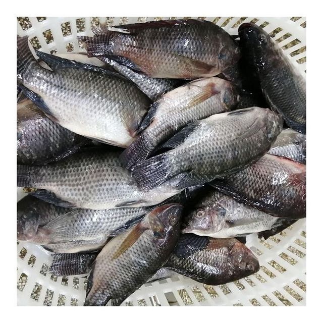 High quality Fresh Frozen Tilapia Fish / Frozen Whole Round Tilapia Fish / Tilapia Fillet Black Meat - Image 3