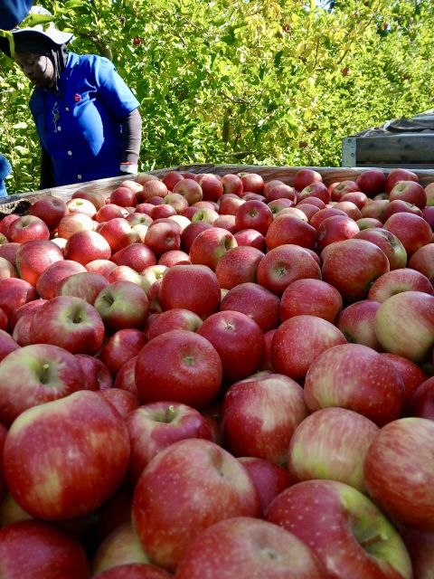 Fresh Cripps Red Apples for sale - Image 3