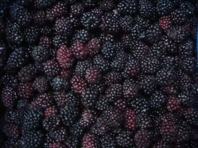 2024 High Quality Fresh Bulk IQF Fruit Frozen Blackberry Price - Image 5
