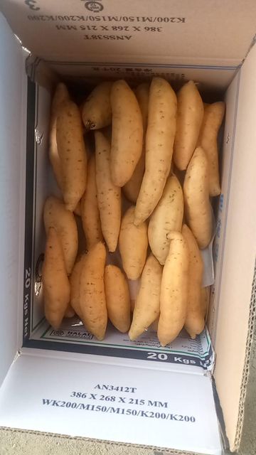 sweet potato fresh (Cilembu, Japan, Purple) Texture Good Texture Features Organic, Vegan Taste Natural Sweetness Farm Location Berastagi - Image 3