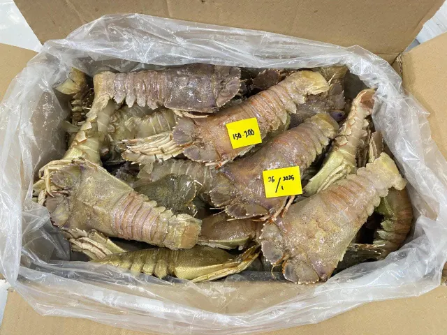 Frozen Slipper Lobster - Image 3