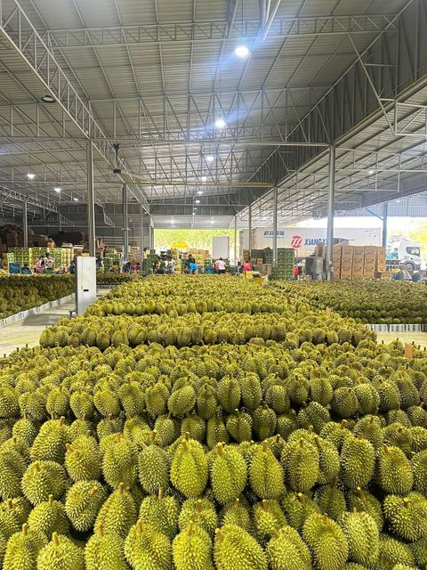 Durian – product photo 13, product detail gallery