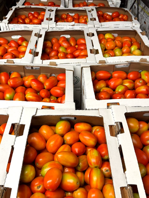 Premium Roma Tomatoes, Consistent Quality, Reliable Supply Plum Tomatoes 20kg Export Carton On Sale - Image 2