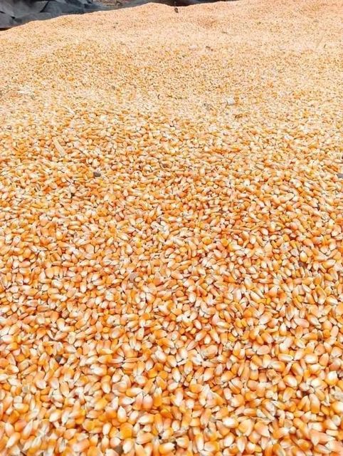 Maize Corn - Image 2