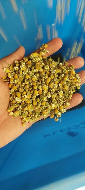 Dried Chamomile Flower TBC - Image 3