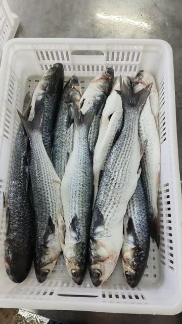 Frozen Grey Mullet Fish Wholesale Bulk Supply Discount Price High Quality Top Grade Low-Carb Trans-Fat Free Vacuum Pack - Image 3