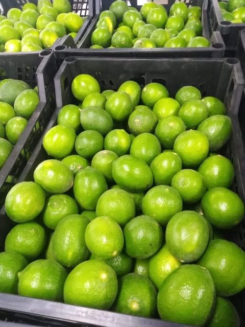Premium Fresh Seedless Lime from South Africa Organic Yes Origin South Africa Texture Fresh And Firm Color Vibrant Green Skin - Image 3