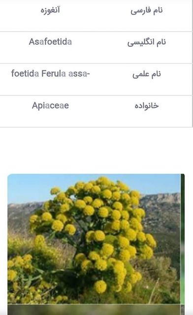 Available Products Galbanum Resin (Ferula gummosa) – Lump, Tear, and Semi-Solid Grades Asafoetida (Hing) – Pure, Semi-compounded, and Powder Mastic (Pistacia atlantica Resin) Tragacanth Gum – Ribbon & Flake (High-viscosity grades available) Gum Arabic (Persian Acacia) Ammoniacum Resin Other wild-harvested Iranian natural resins upon request; - Image 4