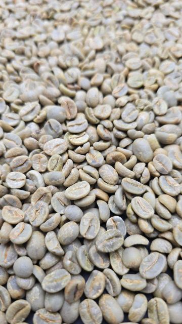 Arabica Coffee Beans Bulk Supplier Export Quality | Grade AA & AB Top Quality Green Coffee Bean - Image 5