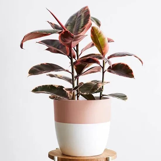 Hot Sale Black Indoor Plants Ruby Ficus MOQ 100 Origin China Scent Odorless Model NO. ficus Type Potted Flowers Deliver Time 15days - Image 5