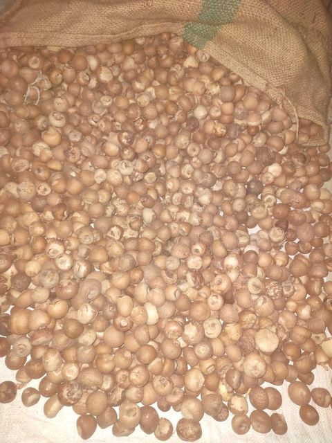 Premium Roasted Whole Arecanut - Image 4