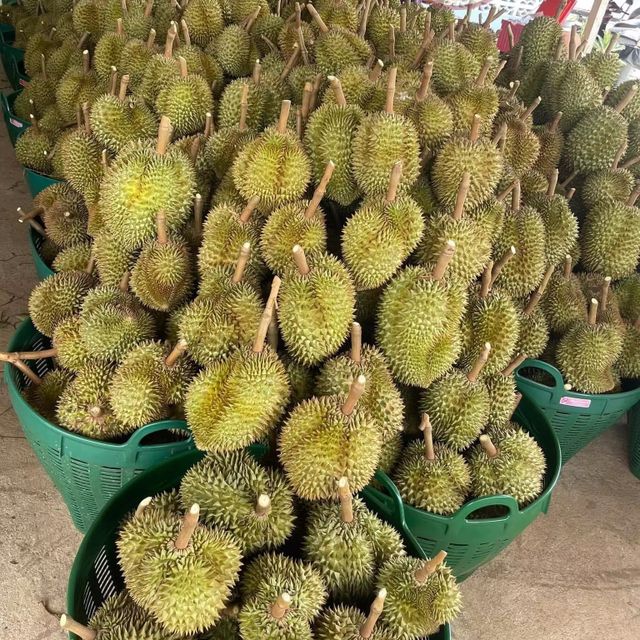 Whole Durian Mon Thong Premium Fresh Organic King of Fruits Original Taste From Thailand Rich & Creamy 3-4 PCS/BOX (Whole) - Image 1