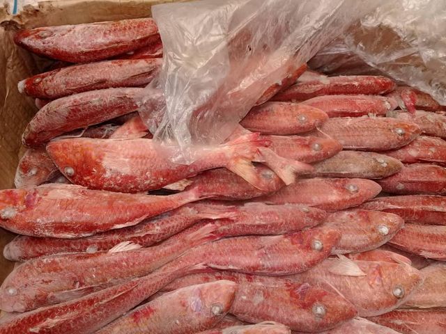red mullet Color Red Form Frozen Origin Mauritania Size 100 Gr / 250 Gr Packaging 20 Kg - Image 1