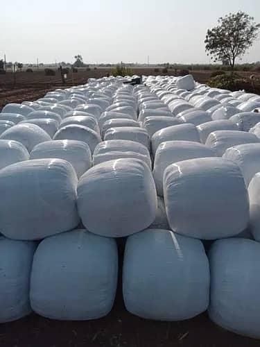 Corn Silage – product photo 6, product detail gallery