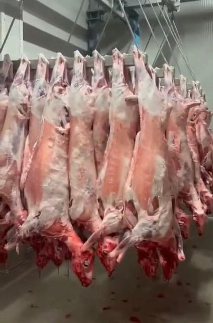 Fresh Chilled Whole Lamb & Goat Carcass Age Under 12 Months Minimum Order 5 Tons Packaging Fresh Chilled Grade Premium Export Quality - Image 3