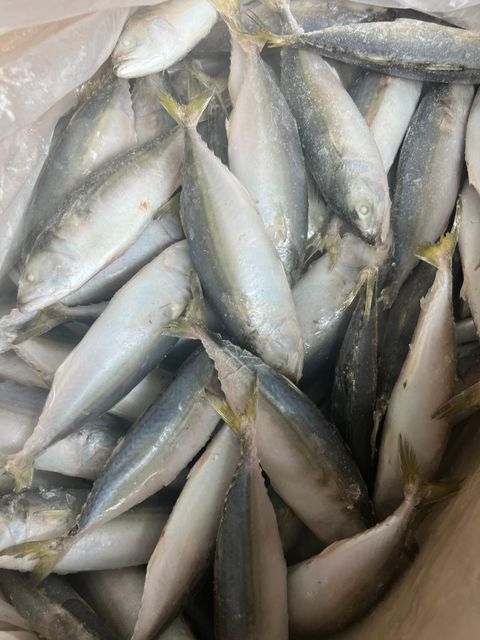BULK FROZEN INDIAN MACKEREL: TOP-QUALITY SEAFOOD FROM VIETNAM - Image 3