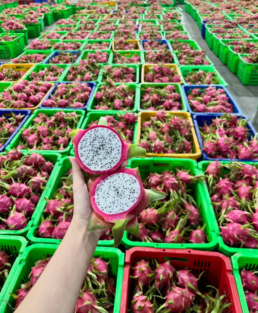 Vibrant Freshness Dragon Fruit Exotic Flavor Premium Quality Dragon Fruit 10kg Box Sale - Image 3