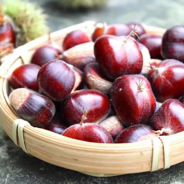 Fresh Chinese Chestnuts Qianxi Qinglong Dandong Origin Large Sweet Raw In-Shell Chestnut for Bulk Wholesale Export - Image 3